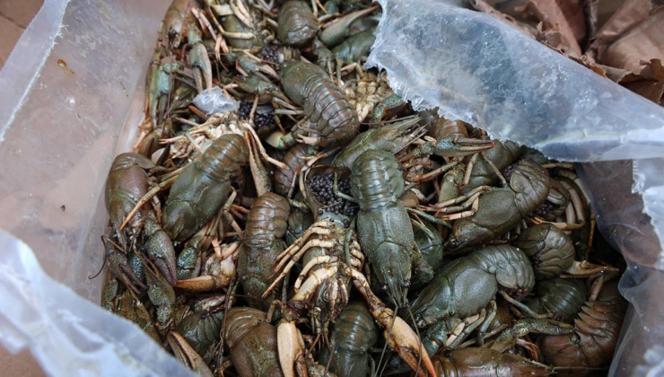Otobüs terminalinde görenler inanamadı! Tam 300 kilo ve canlı…