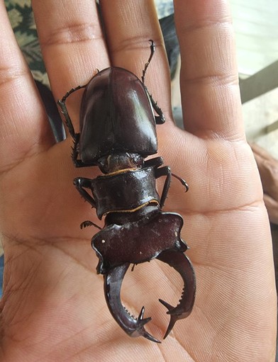 Bu böceğe zarar verene 557 bin TL'lik ceza... - Resim : 1