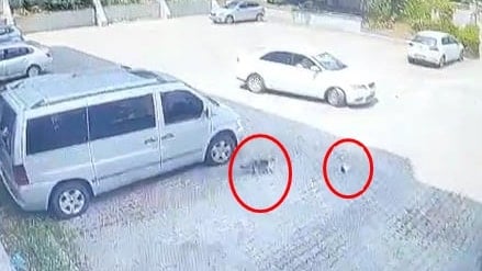 Otomobilin ezdiği yavrusunun başından ayrılmadı!