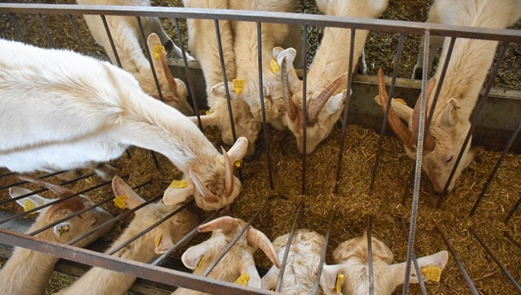Ahıra girdiğinde 1 vücutta 2 kafa gördü! Oysa sadece keçisini kontrol edecekti