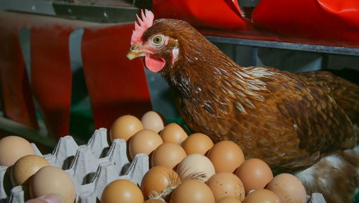 Yumurtada duble ucuzladı, kılavuz zamlandı