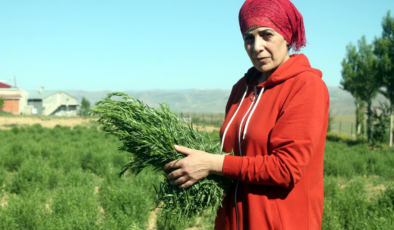 Coğrafi işaret, Bayburt tarhununa ihracat yolunu açtı