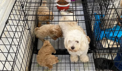 Kırklareli'nde 12 köpek kurtarıldı