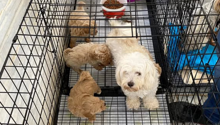 Kırklareli'nde 12 köpek kurtarıldı