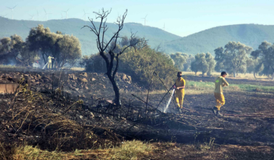 Bodrum’da yüzlerce zeytin ağacı kül oldu, büyük korku yaşandı