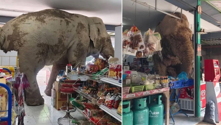 Fil markete girdi, ne var ne yok yedi! Dükkan sahibi sapanla kovaladı
