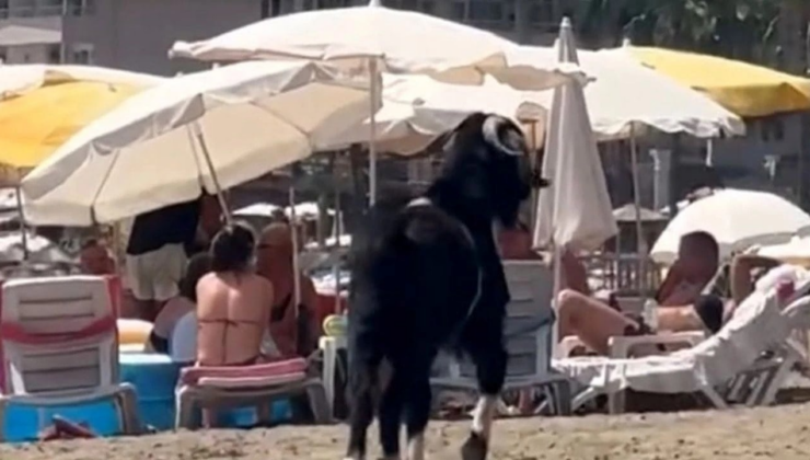 Alanya’da kurbanlıktan tatilciye: Kaçan keçi Kleopatra Plajı’na girdi