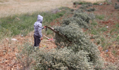 Filistin topraklarını gasbeden İsrailliler, işgal altındaki Batı Şeria'da 100 zeytin ağacını kesti
