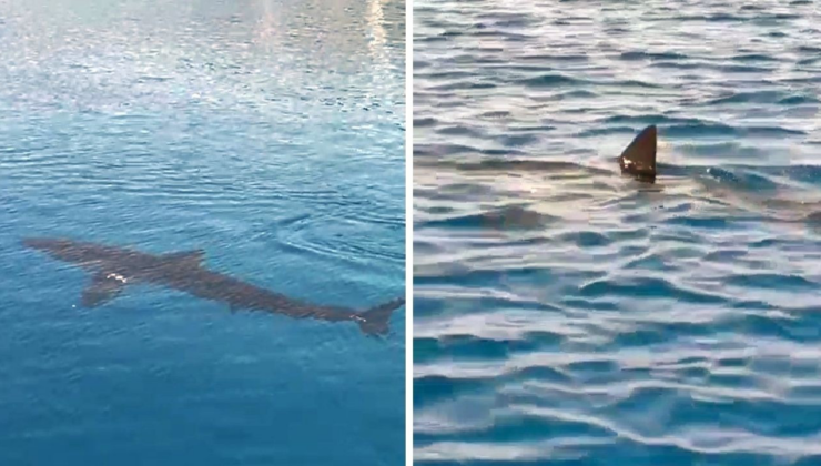 Gökova’da dev köpek balığı görüldü! Tatilciler büyük panik yaşadı