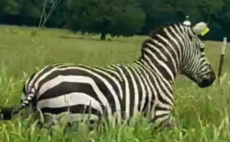 Bir aydır özgür koşan evcil zebra, helikopterle sahibine götürüldü