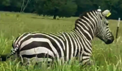 Bir aydır özgür koşan evcil zebra, helikopterle sahibine götürüldü