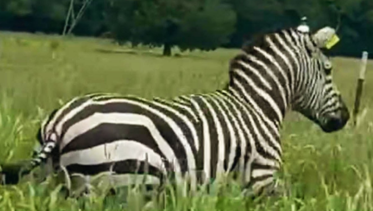 Bir aydır özgür koşan evcil zebra, helikopterle sahibine götürüldü