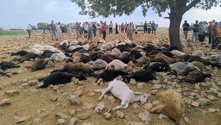 Şırnak'ta yıldırım düştü, 95 hayvan telef oldu