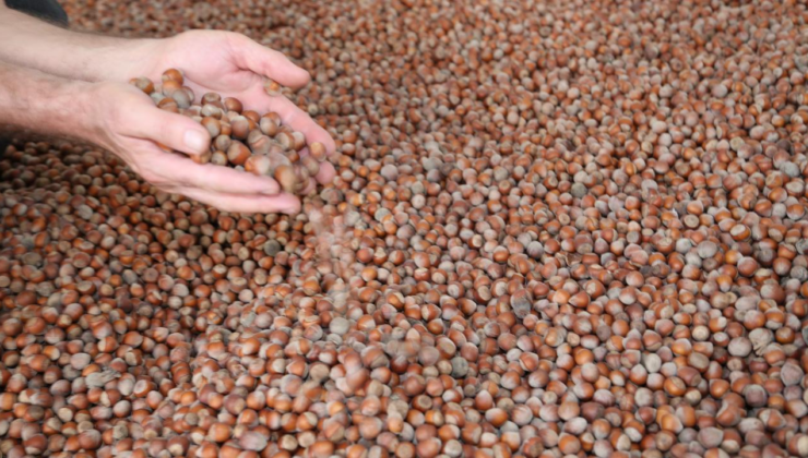 Düzce ilk 5 ayda AB ülkelerine 12 bin 851 ton iç fındık ihraç etti