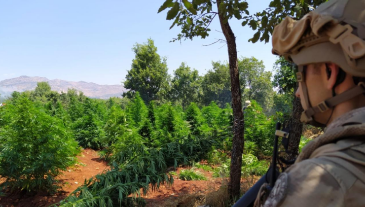 Diyarbakır'da 12 milyon 389 bin kök kenevir ve skunk ele geçirildi