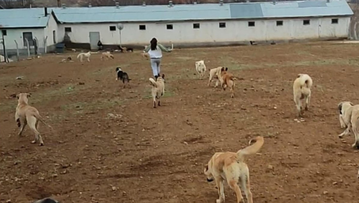 Sokak köpeklerini kurtardı, 105 bin TL ceza kesildi!