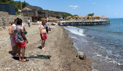 Ölü caretta caretta sahile vurdu