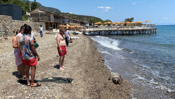 Ölü caretta caretta sahile vurdu