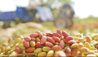 Tiryaki Agro, fıstık tesisinin kapasitesini iki kat artırıyor