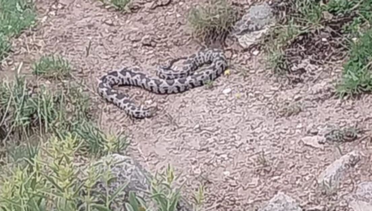 Zehirli engerek ilçeyi korkuttu!