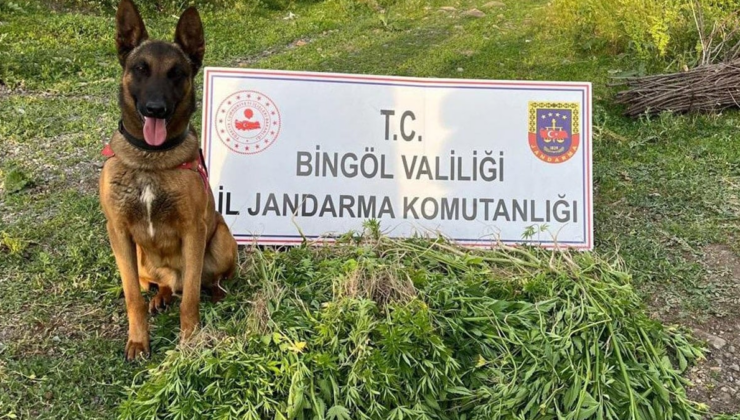 Jandarma düğmeye bastı: 14 bin 933 kök Hint keneviri ele geçirildi
