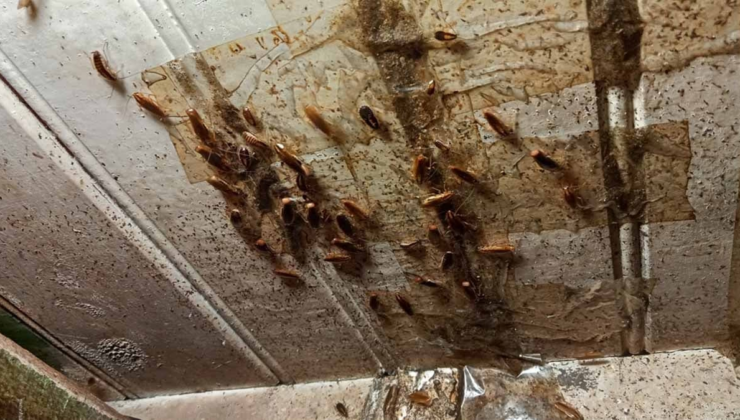 Bu turizm şehri hamam böcekleriyle mücadele ediyor! Resmen istila edilmiş