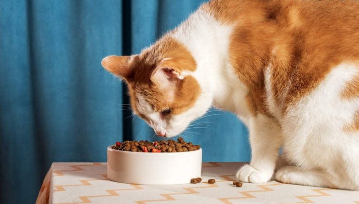 Kedi mamasının satışı durduruldu: İade edin!