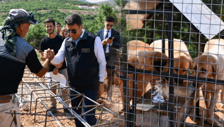 Tunceli'de sokak hayvanlarına güvenli yaşam alanı kuruluyor