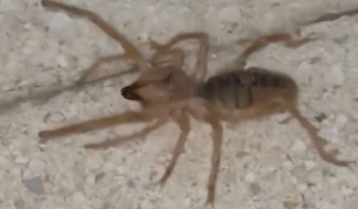 Bir ilde zehirli etçil örümcek görüldü!