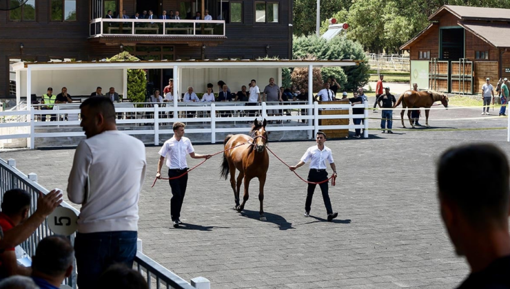 Tarım İşletmesinin atları 31 milyon lira kazandırdı