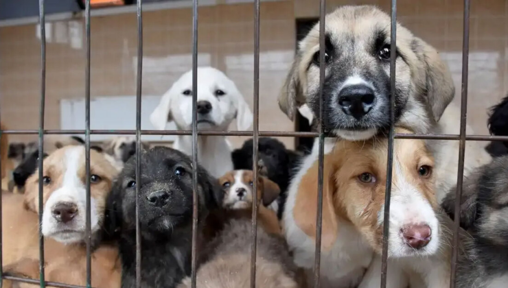 5 'Pati' derneğinde 10 tutuklama! 25.4 milyon TL'lik vurgun!