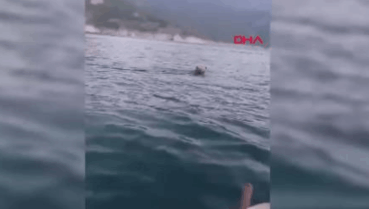Sinop'ta Barajda yüzen ayı kamerada