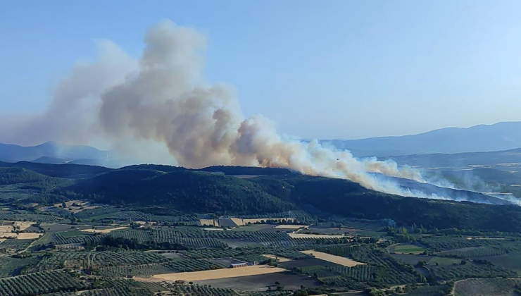 Manisa'da orman yangını