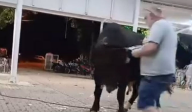 Boğanın boynuz darbesiyle havaya fırladı!