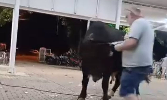 Boğanın boynuz darbesiyle havaya fırladı!