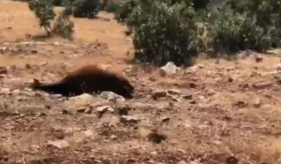 7 yılkı atı ölü bulundu