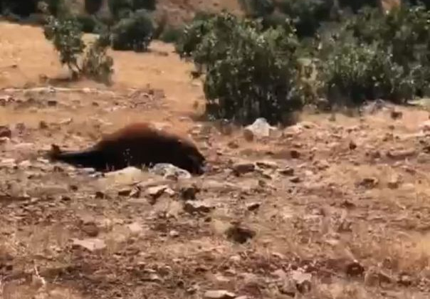 7 yılkı atı ölü bulundu