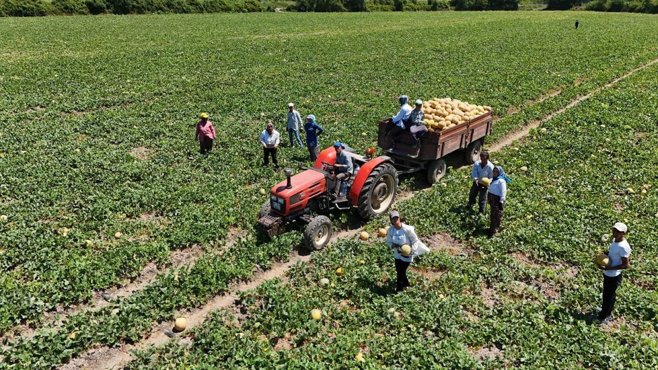 Bafra Ovası'nda hasat zamanı: Kavun-karpuz bolluğu dikkat çekiyor - Resim: 4