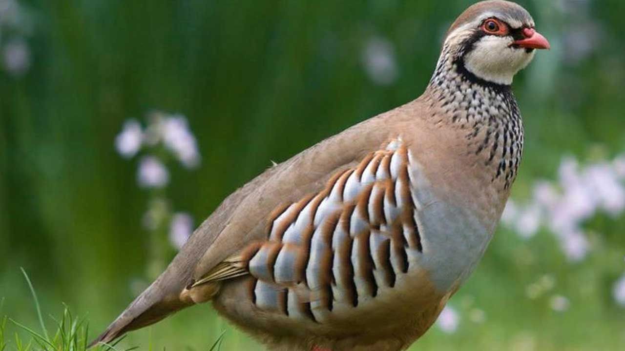 Keklik kene yer mi, yiyor mu? - Resim: 1
