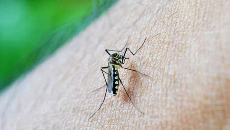 Dünya chikungunya virüsüne karşı alarmda! Sivrisinekten geçen Chikungunya virüsü nedir? Virüsten nasıl korunulur?