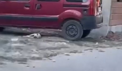 Yavru köpeği sopayla dövdü! Görüntüler infial yarattı