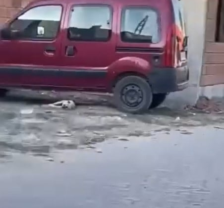 Yavru köpeği sopayla dövdü! Görüntüler infial yarattı