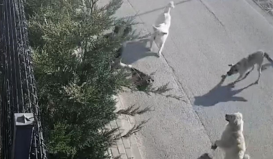 Bursa'da başıboş köpekler işe giden kadına saldırdı