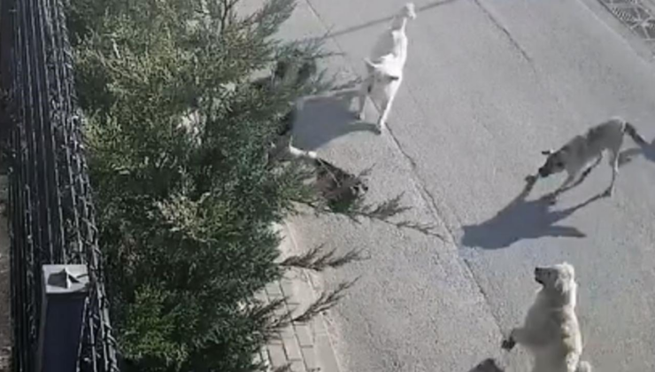 Bursa'da başıboş köpekler işe giden kadına saldırdı