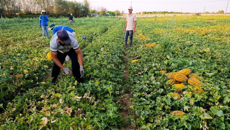 Kayısıdaki kaybın ardından Malatyalı üreticinin yüzünü kavun karpuz güldürdü