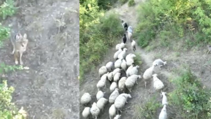 Kurt saldırısından böyle kurtardı
