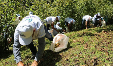 Giresun'da fındık işçilerine verilecek yevmiye miktarı belli oldu