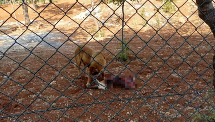 Başıboş köpekler koruma altındaki ceylanlara saldırdı