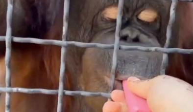 Orangutana elektronik sigara içirdi: Zavallı hayvan kendinden geçti