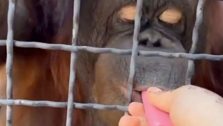 Orangutana elektronik sigara içirdi: Zavallı hayvan kendinden geçti